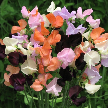 SWEET PEA BLACK MAGIC