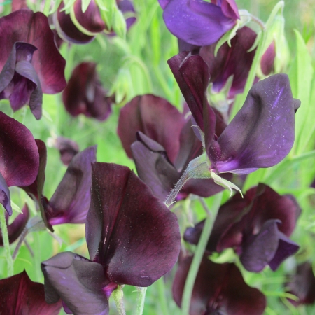 SWEET PEA ALMOST BLACK