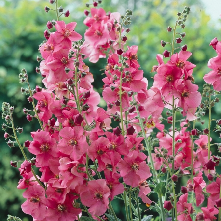 VERBASCUM ROSETTA