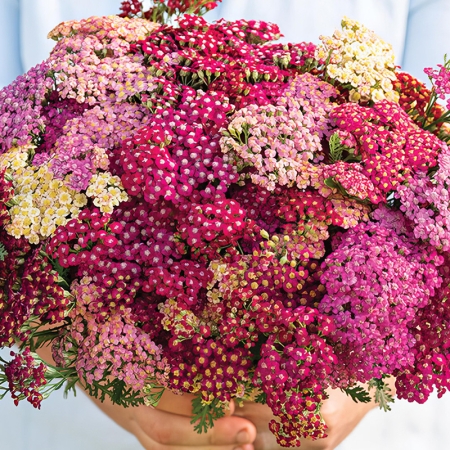 ACHILLEA FLOWERBURST RED