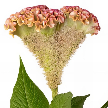 CELOSIA PINK CHAMPAGNE
