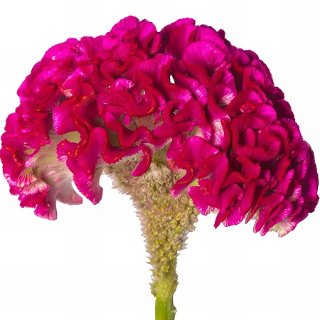 CELOSIA PURPLE BEAUTY