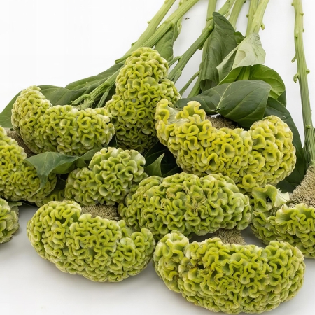 CELOSIA ACT VERDE