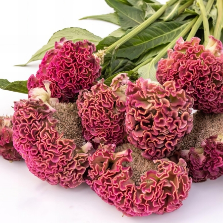 CELOSIA REPRISE ROSE