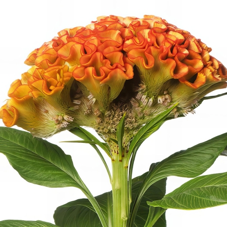CELOSIA INDIAN SUMMER