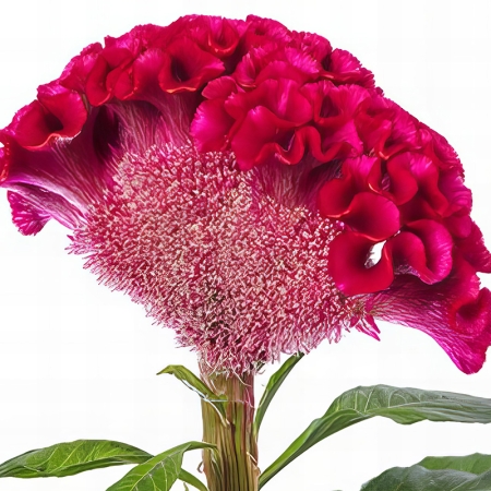 CELOSIA ACT DARA