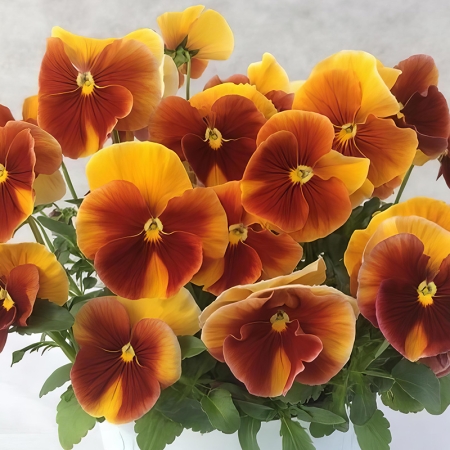 PANSY DESIDIERO TERRACOTTA
