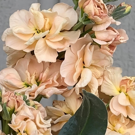 STOCKS SUMMER APRICOT