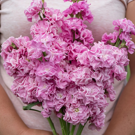 STOCKS SUMMER PINK