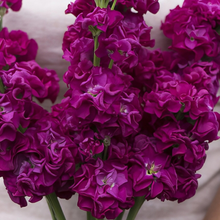 STOCKS SUMMER ROSE