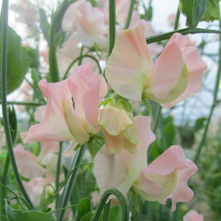 SWEET PEA CASTLEWELLAN
