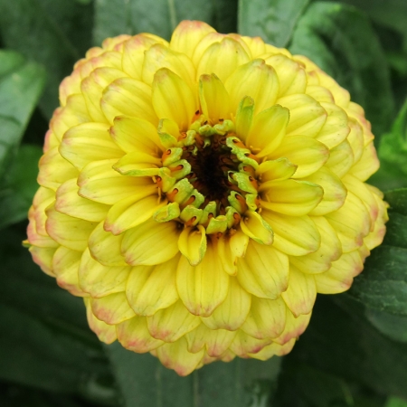 ZINNIA AZTEC LIME