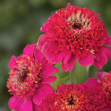 ZINNIA CRESTO VIOLET