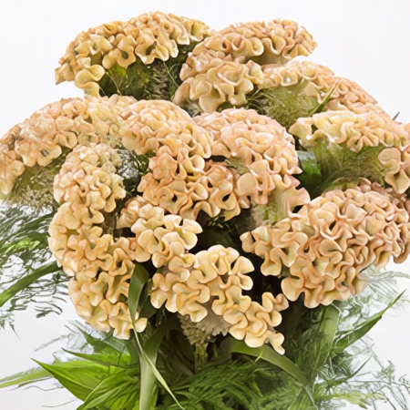 CELOSIA HAUTE COUTURE