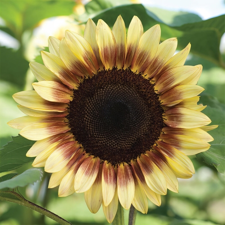 HELIANTHUS PRO CUT LEMON/RED BICOLOUR