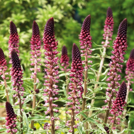 LYSIMACHIA BEAUJOLAIS
