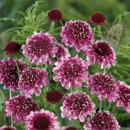 SCABIOSA BEAUJOLAIS BONNETS