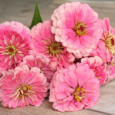 ZINNIA FLORIST BRIGHT PINK F1