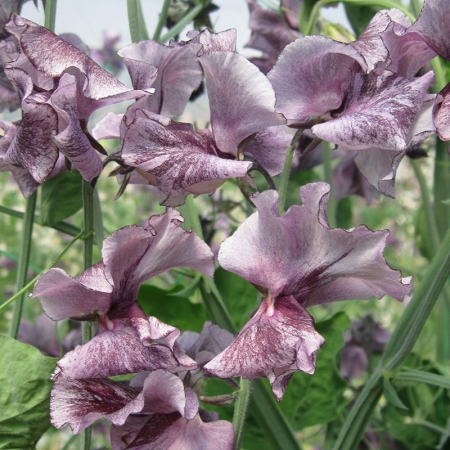 SWEET PEA DAVID TOSTEVIN