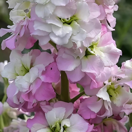STOCKS ANTIQUE APPLEBLOSSOM