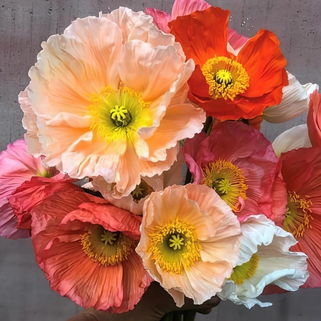 PAPAVER COLIBRI COMPLETE ITALIAN MIX