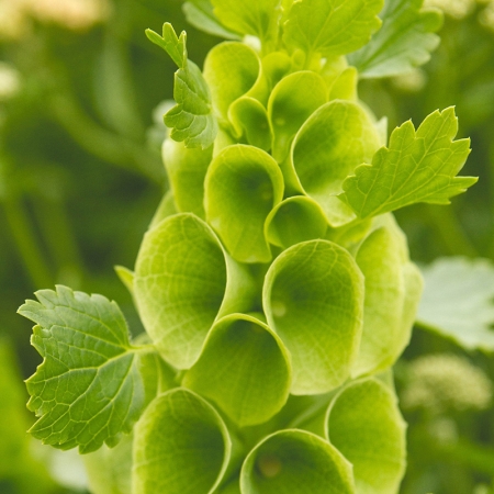 MOLUCELLA LAEVIS
