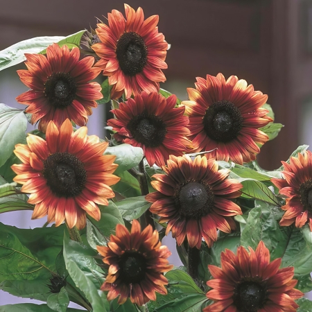 HELIANTHUS CHERRY ROSE