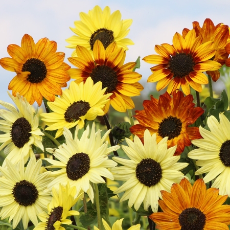 HELIANTHUS SOLUNA MIXED