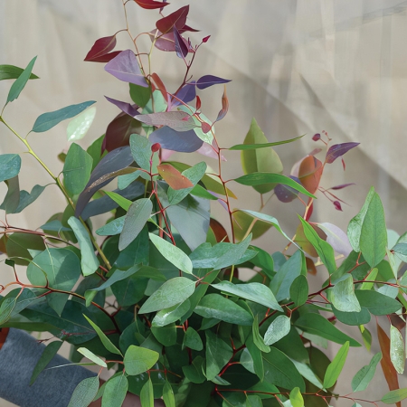 EUCALYPTUS TERETICORNIS