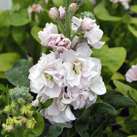STOCKS STOX ROMANCE SILVER