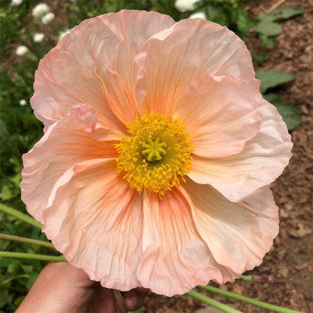 PAPAVER COLIBRI ROSA CHIARO PASTELLO