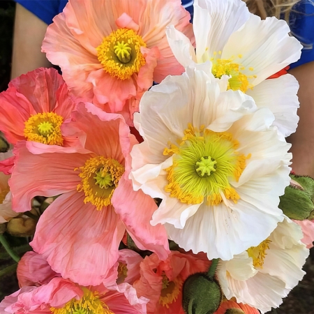 PAPAVER COLIBRI DOLCE VITA MIXED