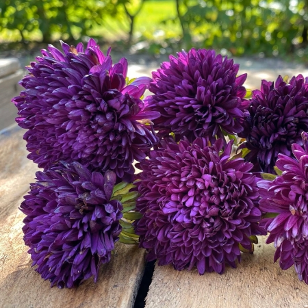 ASTER BLACKBERRY SURPRISE