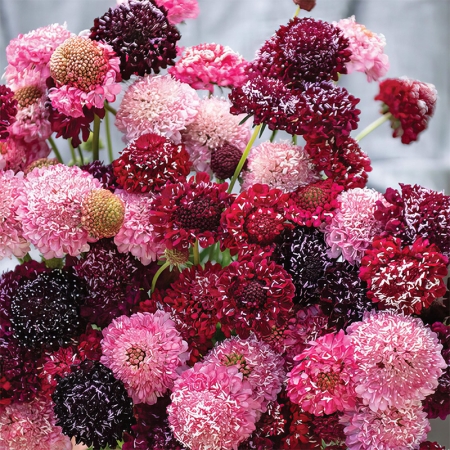 SCABIOSA TRIPLE BERRY MIXED
