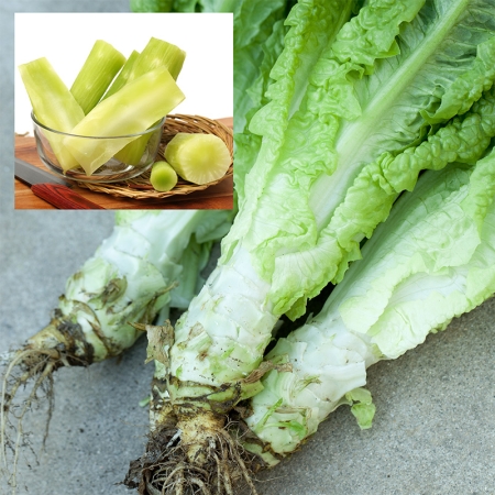 CELTUCE