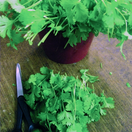 CORIANDER CALYPSO CUT & COME AGAIN