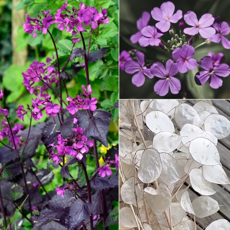 LUNARIA ANNUA CHEDGLOW