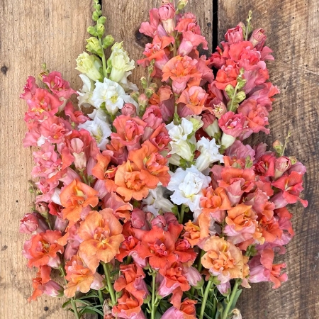 ANTIRRHINUM MADAME BUTTERFLY PEACHES & CREAM F1