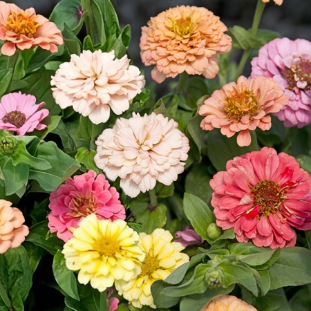 ZINNIA PASTEL PROMISE