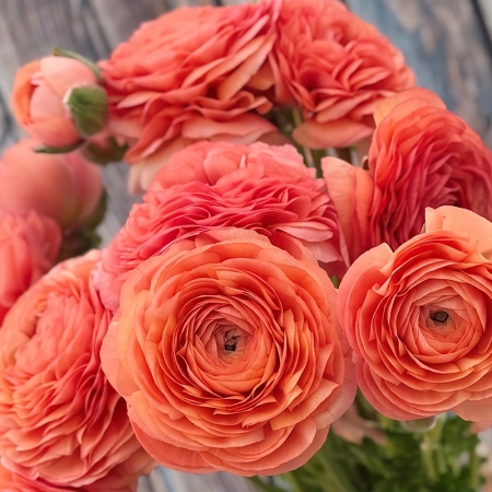 RANUNCULUS ELEGANCE SALMON