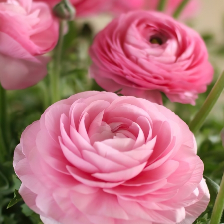 RANUNCULUS ELEGANCE ROSA SCURO