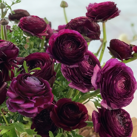 RANUNCULUS ELEGANCE VIOLA