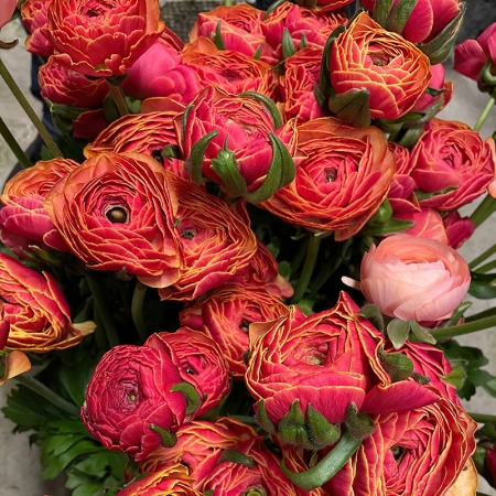 RANUNCULUS CLONI SUCCESS LOLLIPOP
