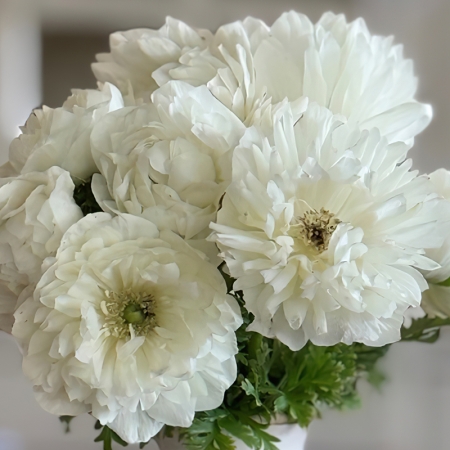 ANEMONE LEVANTE BIANCO