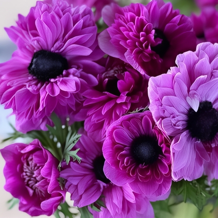 ANEMONE LEVANTE FUCHSIA