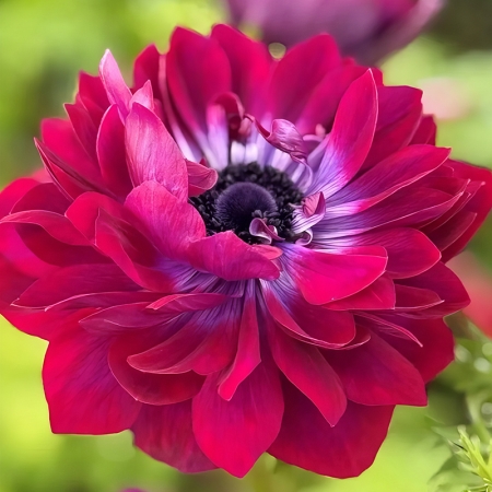 ANEMONE LEVANTE VINATO
