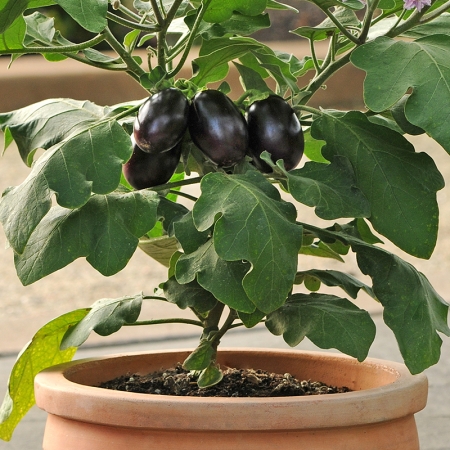 AUBERGINE PATIO BABY F1