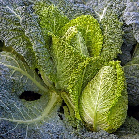 CABBAGE SAVOY STELVIO F1