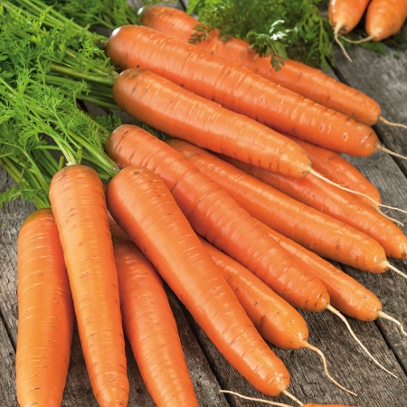 CARROT AUTUMN KING