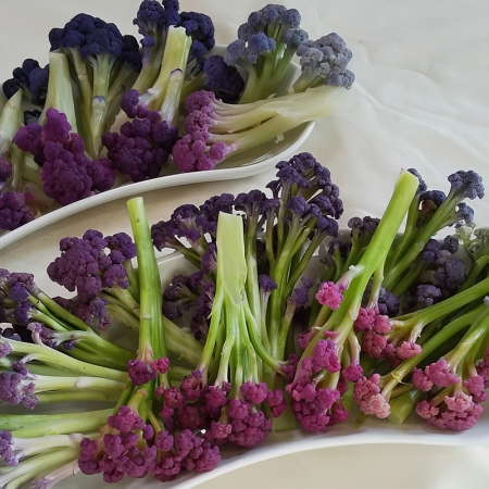 CAULIFLOWER SPROUTING MURASAKI FIORETTO